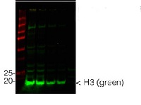 H3 | Histone H3 (chicken antibody) in the group Antibodies Plant/Algal  / DNA/RNA/Cell Cycle / Nuclear signaling at Agrisera AB (Antibodies for research) (AS15 2855)